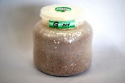 フォーテック菌糸ビン Ｇ-pot スタウト ２０００ｃｃ バラ売り 